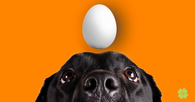 are eggs safe for dogs