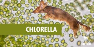 can dogs eat chlorella