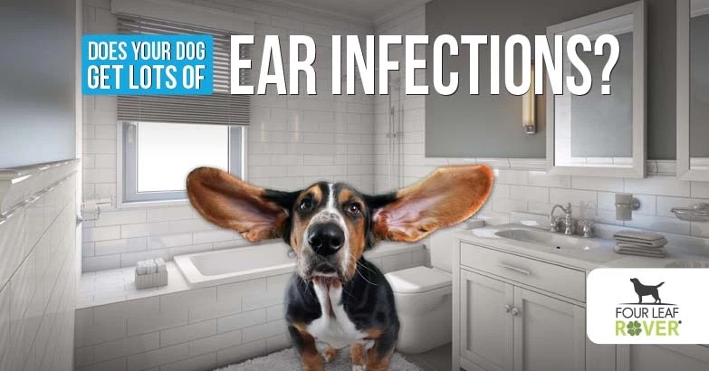 home remedy for dog ear infection