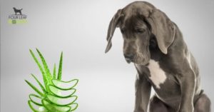 is aloe safe for dogs