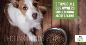 lectins in dog food