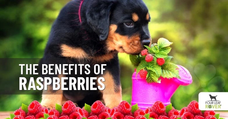 raspberries for dogs