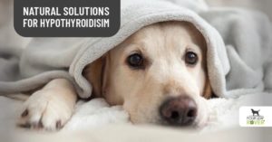 thyroid problems in dogs