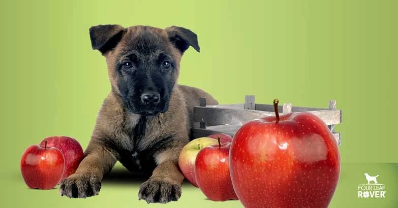best fruits for dogs