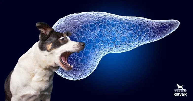 raw pancreas for dogs