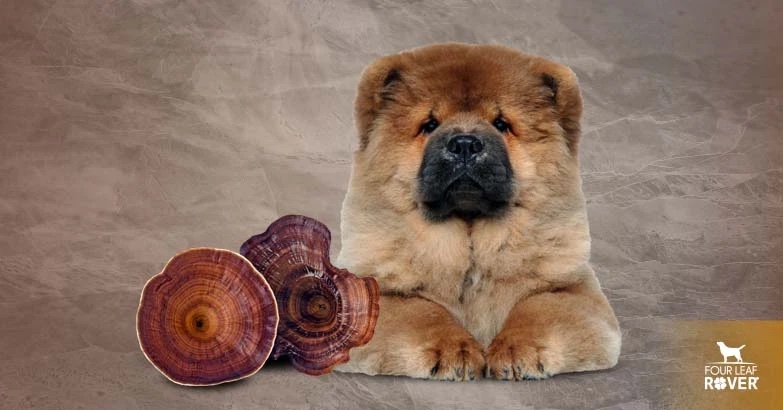 reishi mushroom for dogs