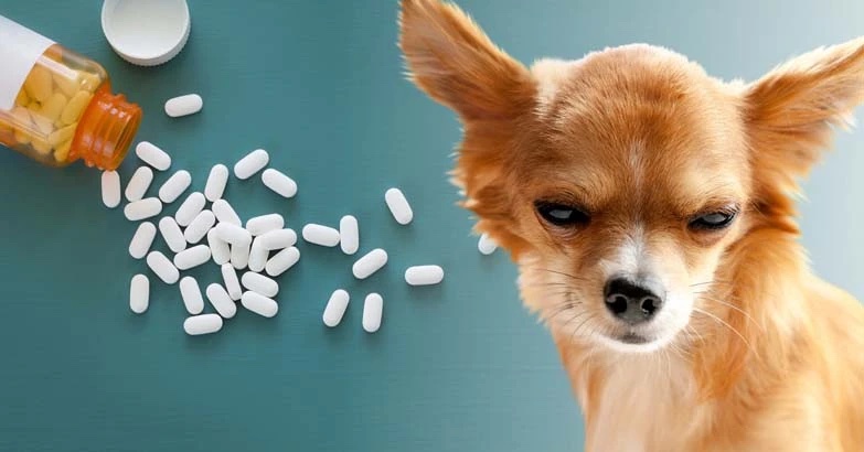 what is metronidazole for dogs