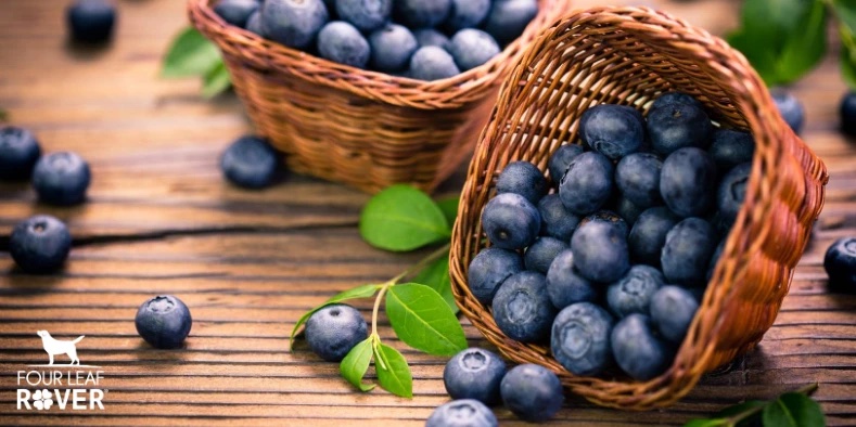 are blueberries safe for dogs