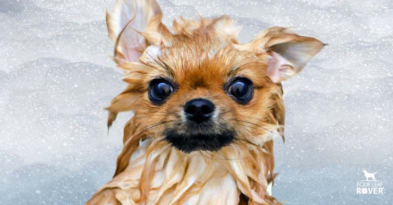 natural dog shampoo
