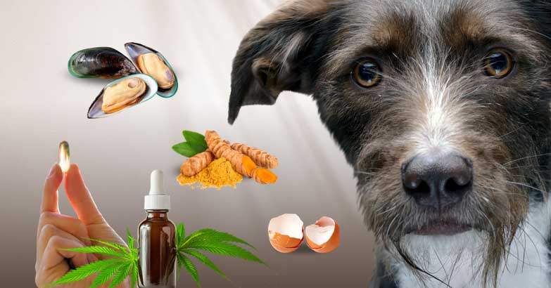 what is carprofen for dogs