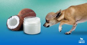 is coconut oil good for dogs