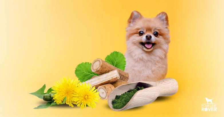 Cleansing Herbs For Dogs