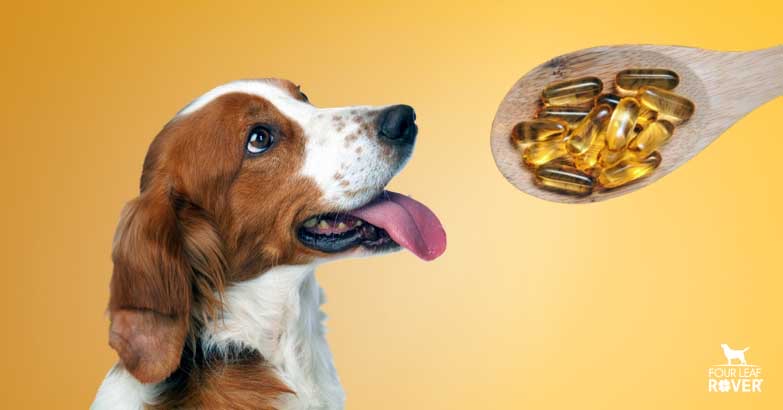 Fish Oil Good For Dogs