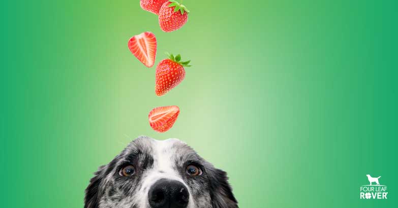 Are strawberries bad for dogs