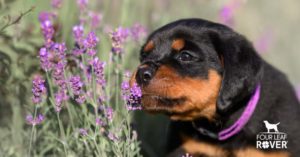 Essential oils that are safe for dogs