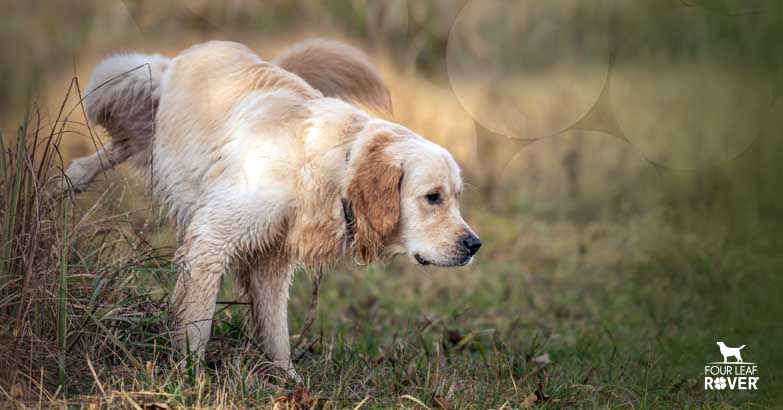 home remedies for dog uti
