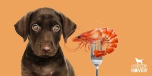 astaxanthin for dogs