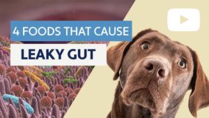 4 foods that cause leaky gut