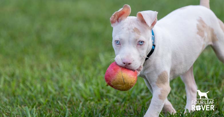 rotten apples for dogs