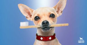 teeth cleaning for dogs