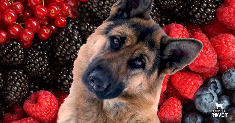 anti-inflammatory foods for dogs