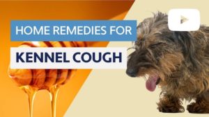 Home Remedies For Kennel Cough