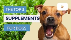 dog health supplements