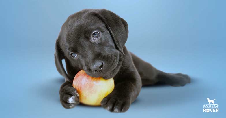fruits good for dogs