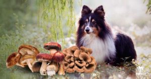 Do mushrooms have antioxidants