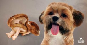 can dogs eat shiitake mushrooms