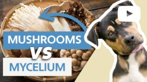 mushrooms vs mycelium